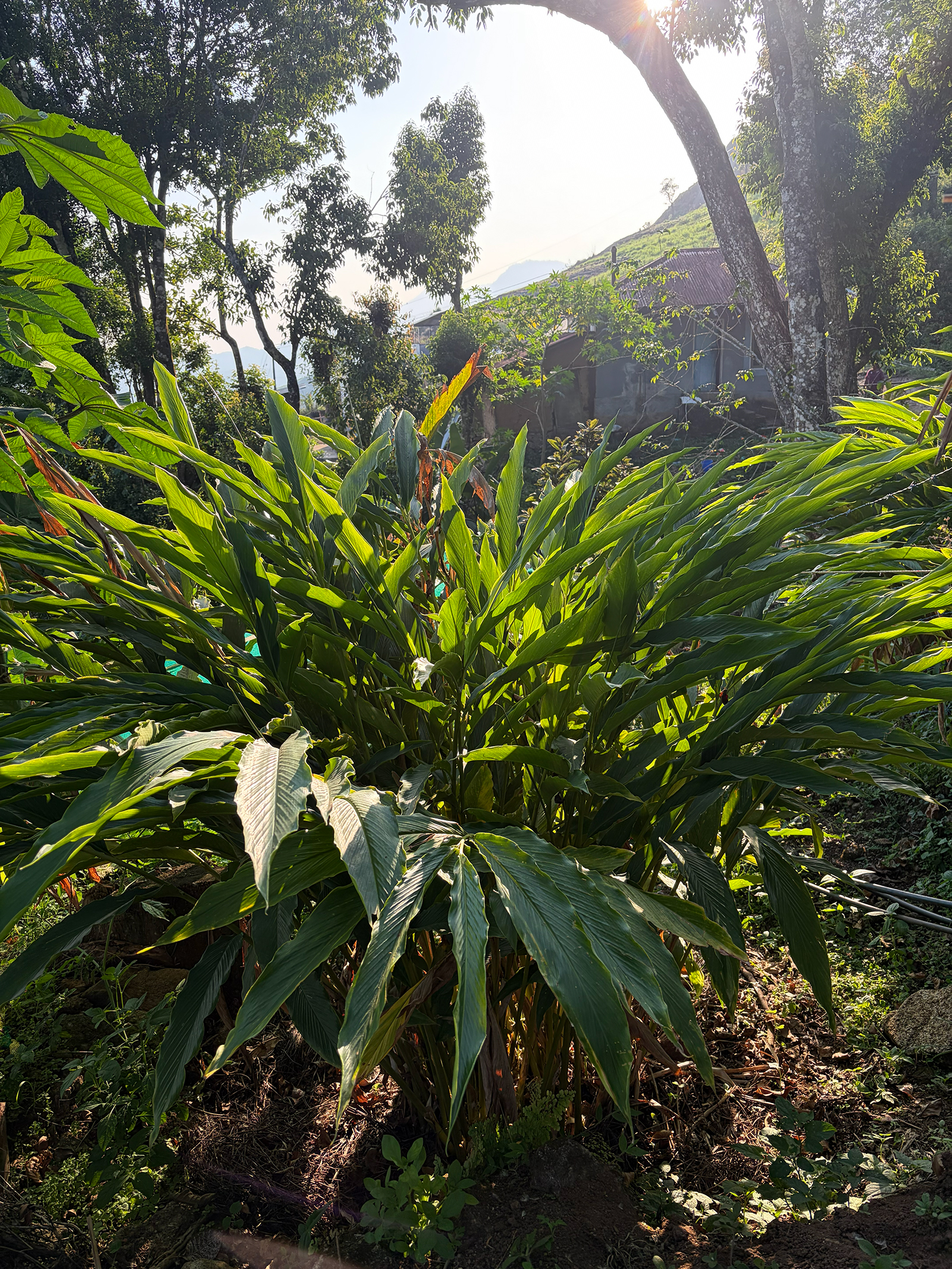 Tea Estate